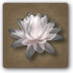 Súbor:Lotosový kvet.png